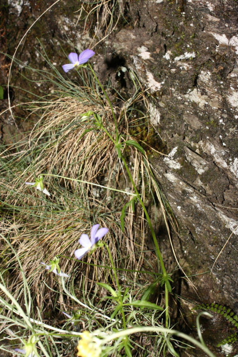 Apuane, Valle dellArnetola (LU) : Viola tricolor